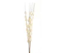 Hill Interiors Bouquet Of Dried Thlaspi Arvense Artificial Flower in White Hill Interiors White