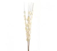 Hill Interiors Bouquet Of Dried Thlaspi Arvense Artificial Flower White (One Size)