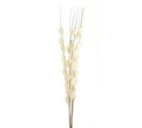 Hill Interiors Bouquet Of Dried Thlaspi Arvense Artificial Flower - White - One Size