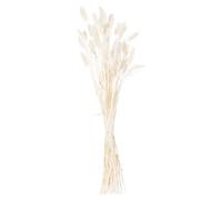 Hill Interiors Bunny Tail Dried Flower (Pack Of 60) White (60Cm)