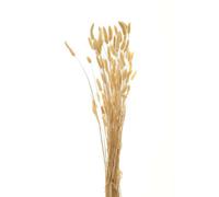 Hill Interiors Bunny Tail Dried Plant Natural (One Size)