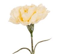 Hill Interiors Carnation Artificial Flower in Cream Hill Interiors Cream