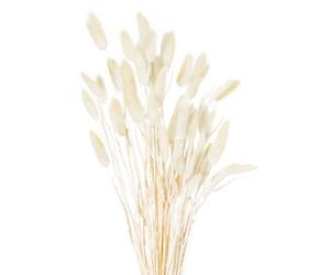 Hill Interiors Dried Natural Bunny Tail Bunch Of 40