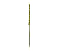 Hill Interiors Eremurus Stem Artificial Plant - Green - One Size - Green