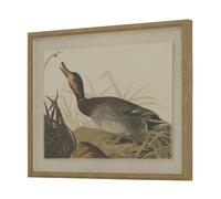 Hill Interiors Flora & Fauna Collection Duck Linen Framed Art Print - Multicoloured - 50cm x 2cm x 40cm