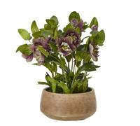 Hill Interiors Hellebore Artificial Potted Plant in Plum Hill Interiors Plum