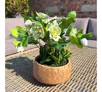 Hill Interiors Hellebore Artificial Potted Plant - Green/Taupe - 85cm x 52cm x 52cm