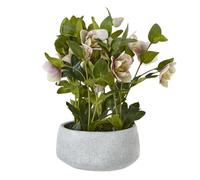 Hellebore Artificial Potted Plant Hill Interiors Pink One Size