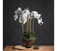Hill Interiors Large White Orchid In Glass Pot