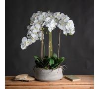 Large White Orchid In Stone Pot