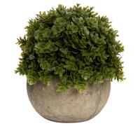 Hill Interiors Miniature Hebe Veronica Dration in Bright Green Hill Interiors Bright Green