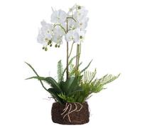 Hill Interiors Orchid And Fern Garden White (One Size)