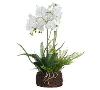 Hill Interiors Orchid And Fern Garden - White - One Size