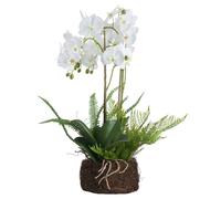 Hill Interiors Orchid And Fern Garden - White - One Size - White