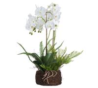 Hill Interiors Orchid And Fern Garden - White - One Size