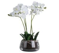 Hill Interiors Orchid In Glass Pot - Green - One Size