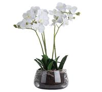 Hill Interiors Orchid In Glass Pot in Green Hill Interiors Green