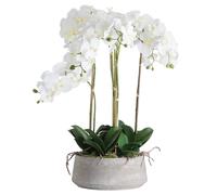 Hill Interiors Orchid In Stone Pot in White Hill Interiors White