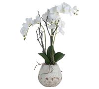 Hill Interiors Orchid In Stone Pot - White - 70 x 46 x 46cm
