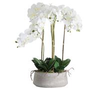Hill Interiors Orchid In Stone Pot White (One Size)
