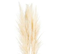 Hill Interiors Pampas Grass Stem Artificial Plant - H120 Cm - Cream