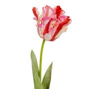 Hill Interiors Parrot Tulip Artificial Flower - Green/Pink - One Size - Green/Pink