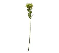 Hill Interiors Protea Lorea Stem Artificial Plant Green (One Size)