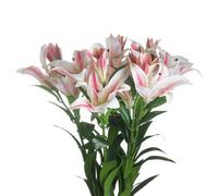 Hill Interiors Stargazer Lily Artificial Flower (Pack of 1) - White/Pink - One Size - White/Pink
