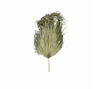 Hill Interiors Sun Palm Dried Plant Green (One Size)