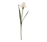 Hill Interiors The Natural Garden Collection Pale Apricot Fringed Iris (Single Stem Flower) - Plastic - L13 X W13 X H83 Cm