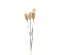Hill Interiors Thistle Dried Plant (One Size) (White)