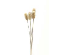 Hill Interiors Thistle Dried Plant - White - One Size - White