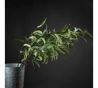 Hill Interiors Uk Homeliving Eucalyptus Nicholii Spray