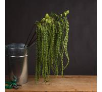 Hill Interiors Uk Homeliving Green Amaranthus