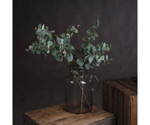 Hill Interiors Uk Homeliving Variegated Eucalyptus