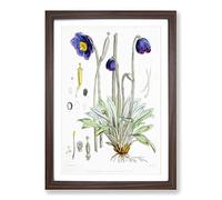 Himalayan Blue Poppy by W. H. Fitch Framed Print | A2 Walnut Framed Wall Art | Ready to Hang | Modern Floral Picture | Living Room Bedroom Lounge Office