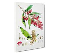 Himalayan Buddleja Colvilei Flowers by W. H. Fitch Canvas Print | Gallery Wrapped 30mm Frame Wall Art | 30x20 inches | Ready to Hang | Modern Floral Picture | Living Room Bedroom Lounge Office