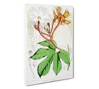 Himalayan Flowers Illustration PL. 1 by W. H. Fitch Canvas Print | Gallery Wrapped 30mm Frame Wall Art | 30x20 inches | Ready to Hang | Modern Floral Picture | Living Room Bedroom Lounge Office