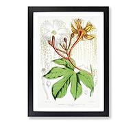 Himalayan Flowers Illustration PL. 1 by W. H. Fitch Framed Print | A2 Black Framed Wall Art | Ready to Hang | Modern Floral Picture | Living Room Bedroom Lounge Office