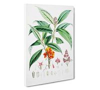 Himalayan Flowers Illustrations by W. H. Fitch Canvas Print | Gallery Wrapped 30mm Frame Wall Art | 30x20 inches | Ready to Hang | Modern Floral Picture | Living Room Bedroom Lounge Office