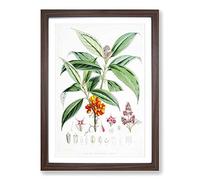Himalayan Flowers Illustrations by W. H. Fitch Framed Print | A2 Walnut Framed Wall Art | Ready to Hang | Modern Floral Picture | Living Room Bedroom Lounge Office