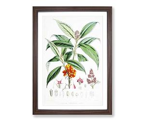 Himalayan Flowers Illustrations by W. H. Fitch Framed Print | A2 Walnut Framed Wall Art | Ready to Hang | Modern Floral Picture | Living Room Bedroom Lounge Office