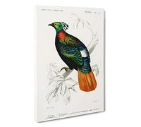 Himalayan Monal Bird by Charles d' Orbigny Canvas Print | Gallery Wrapped 30mm Frame Wall Art | 30x20 inches | Ready to Hang | Modern Animals Picture | Living Room Bedroom Lounge Office