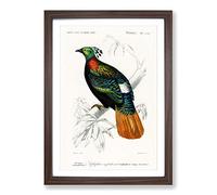Himalayan Monal Bird by Charles d' Orbigny Framed Print | A2 Walnut Framed Wall Art | Ready to Hang | Modern Nature Picture | Living Room Bedroom Lounge Office