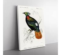 Himalayan Monal Bird By Charles D' Orbigny Vintage Canvas Wall Art Print Ready to Hang, Framed Picture for Living Room Bedroom Home Office Décor, 60x40 cm (24x16 Inch)