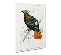 Himalayan Monal Bird By Charles D' Orbigny Vintage Canvas Wall Art Print Ready to Hang, Framed Picture for Living Room Bedroom Home Office Décor, 24x16 Inch (60x40 cm)