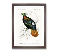 Himalayan Monal Bird By Charles D' Orbigny Vintage Framed Print | A2 Walnut Framed Wall Art | Ready to Hang | Classic Nature Picture | Living Room Bedroom Lounge Office