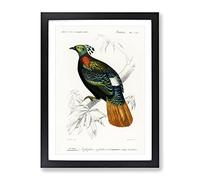 Himalayan Monal Bird By Charles D' Orbigny Vintage Framed Print | A4 Black Framed Wall Art | Ready to Hang | Classic Nature Picture | Living Room Bedroom Lounge Office