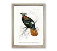 Himalayan Monal Bird By Charles D' Orbigny Vintage Framed Print | A4 Oak Framed Wall Art | Ready to Hang | Classic Nature Picture | Living Room Bedroom Lounge Office