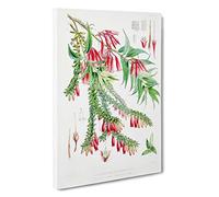Himalayan Plants XV by W. H. Fitch Canvas Print | Gallery Wrapped 30mm Frame Wall Art | 30x20 inches | Ready to Hang | Modern Floral Picture | Living Room Bedroom Lounge Office